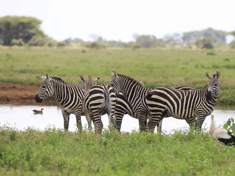 Mto wa Mbu - Ngorongoro Crater - Mto wa Mbu photo 1
