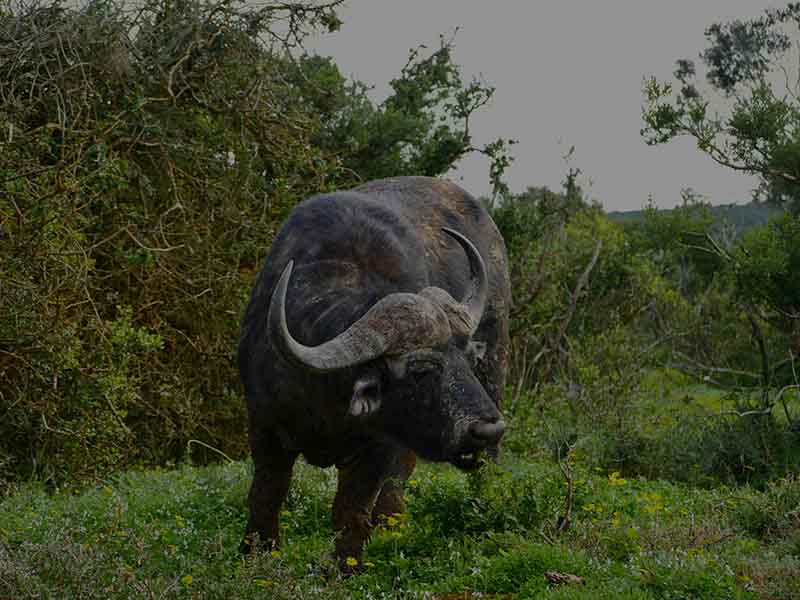 Day 2: Morning Game Drive in Mikumi and then Drive to Udzungwa for Hiking - Edit title photo 1