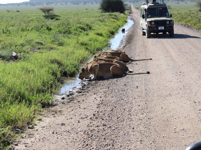 Ngorongoro Crater - Kilimanjaro International Airport (JRO) photo 1