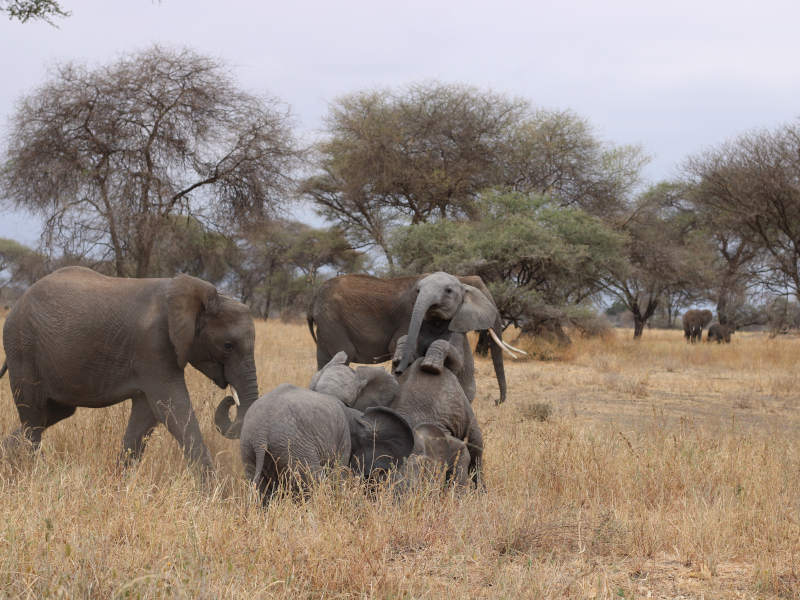 Arusha Town - Tarangire National Park photo 2