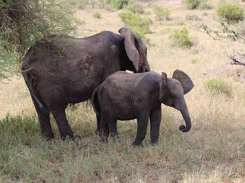 Tarangire National Park photo 1