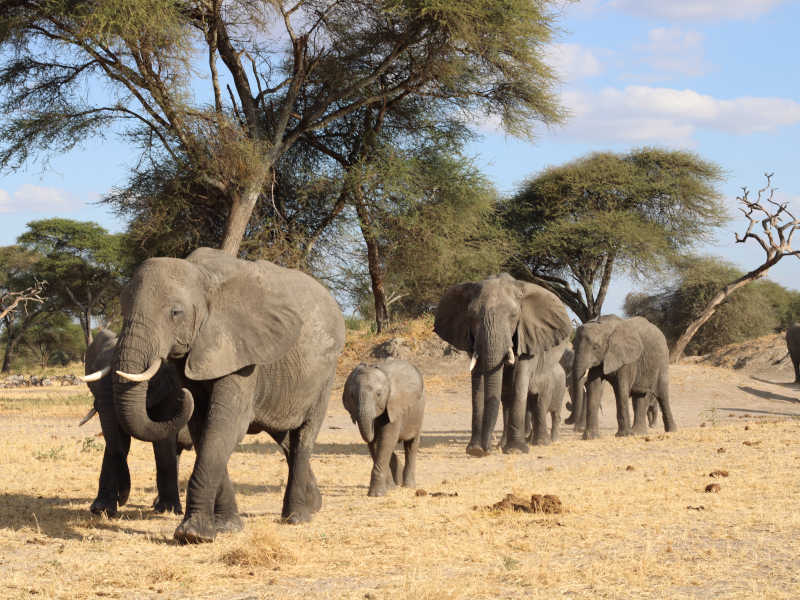 Arusha Town - Tarangire National Park photo 1