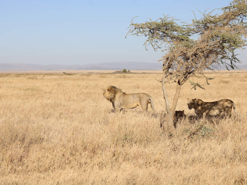 Ngorongoro Crater - Kilimanjaro International Airport (JRO) photo 1