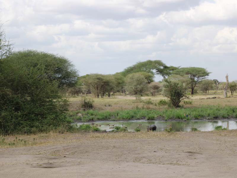 Fly-In Arrival, Game Drive & Sunset Boat Safari photo 1