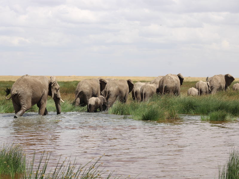 Ngorongoro Crater - Tarangire National Park photo 1