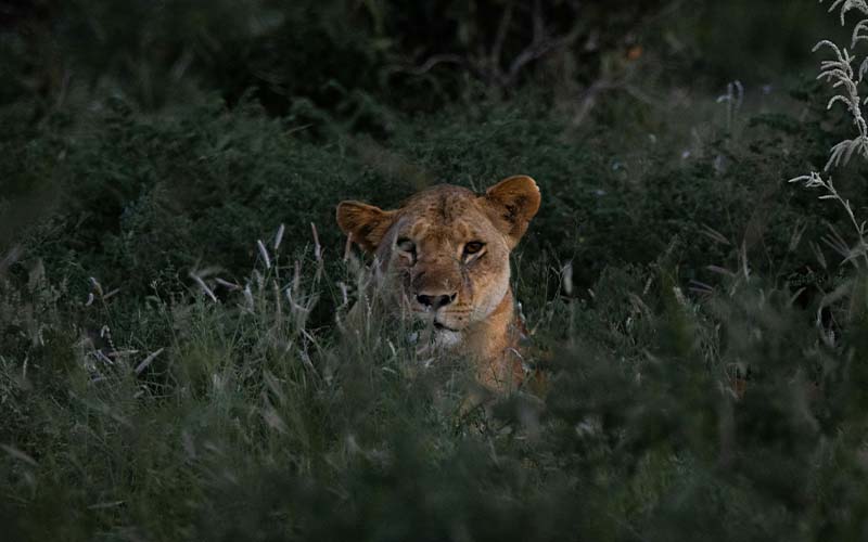 Day 5: Walking Safari & Return to Dar es Salaam photo 1