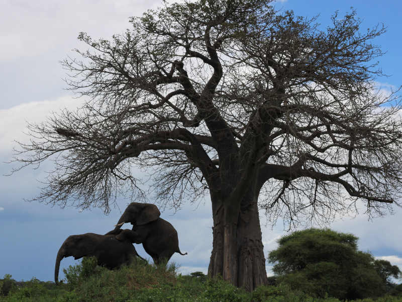 Tarangire National Park - Kilimanjaro International Airport (JRO) photo 1