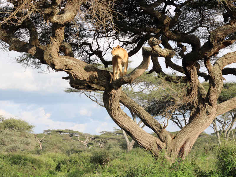 Arusha Town - Lake Manyara National Park photo 1