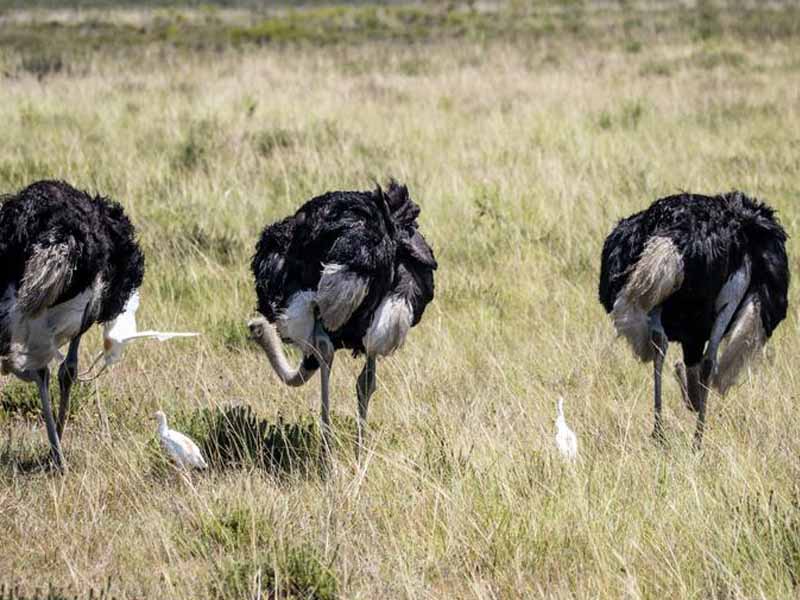 Serengeti National Park → Ngorongoro Crater photo 1