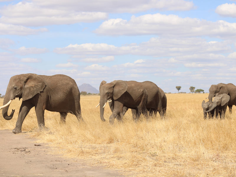 Arusha Town - Lake Manyara National Park - Arusha Town photo 1