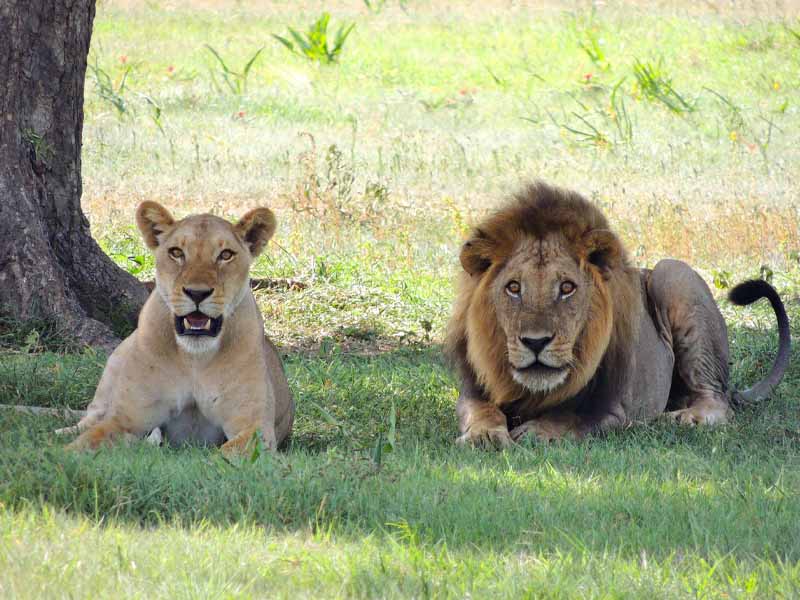 Day 5: Serengeti National Park – Full Day Safari photo 1