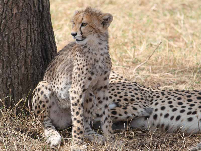 Karatu to Serengeti National Park photo 1