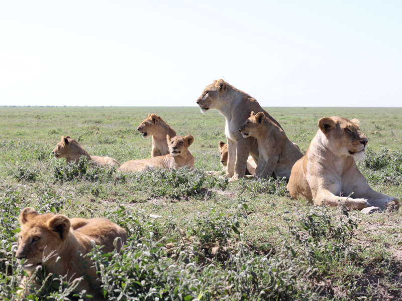 Ngorongoro Crater - Kilimanjaro International Airport (JRO) photo 1