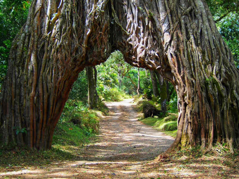 Arusha Town - Arusha National Park photo 1