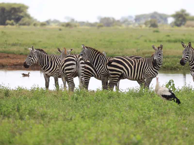 Karatu to Ngorongoro Crater photo 2