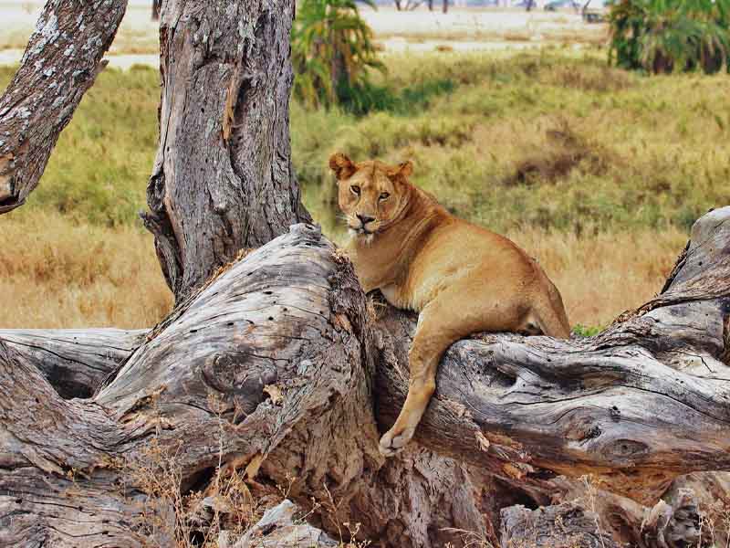 Serengeti (Lobo Area) - Northern Serengeti National Park photo 1