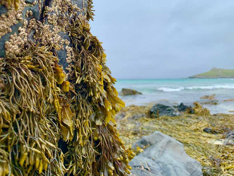 Seaweed & Coastal Farming photo 1
