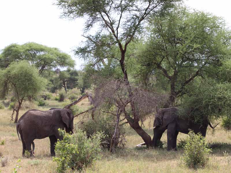 Arusha – Tarangire National Park – Mto wa Mbu photo 1