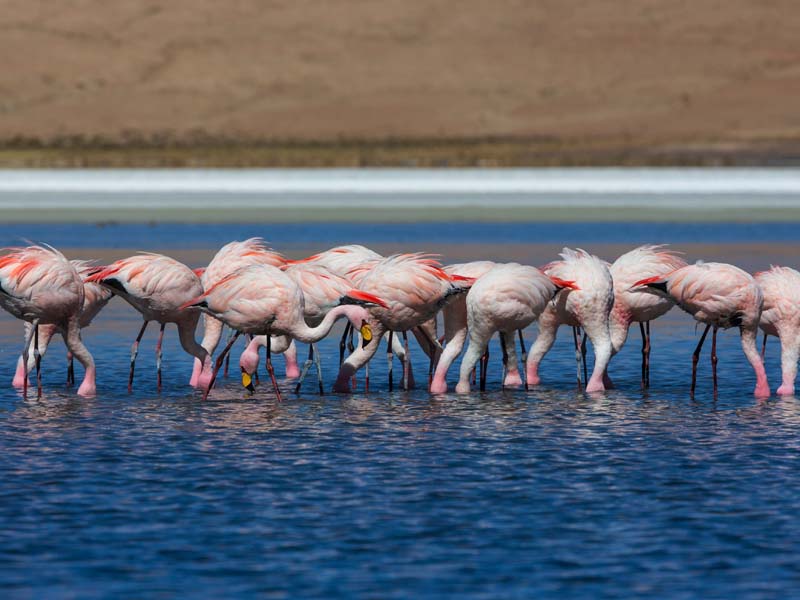 Serengeti – Ngorongoro – Arusha photo 1