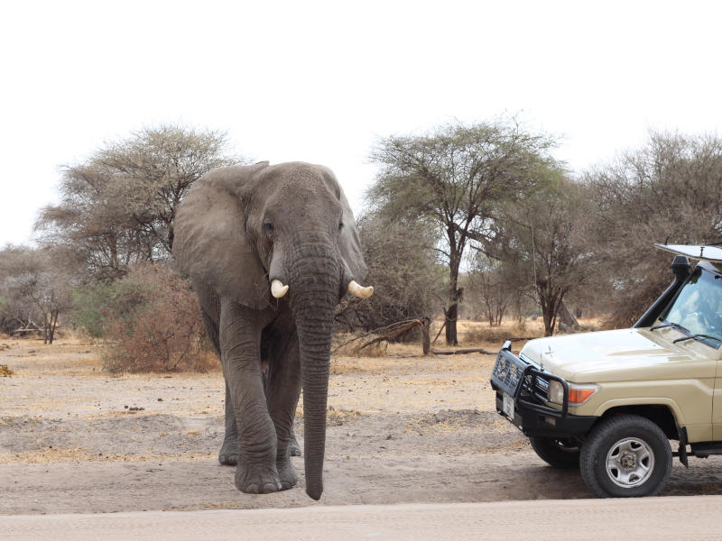 Arusha Town - Tarangire National Park photo 2