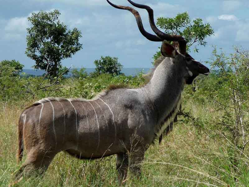 Serengeti National Park to Arusha photo 1