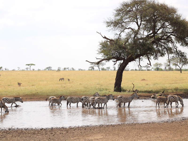 Serengeti National Park - Ngorongoro Crater photo 1