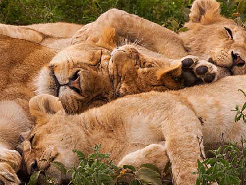 Full Day Game Drive in Serengeti National Park photo 2