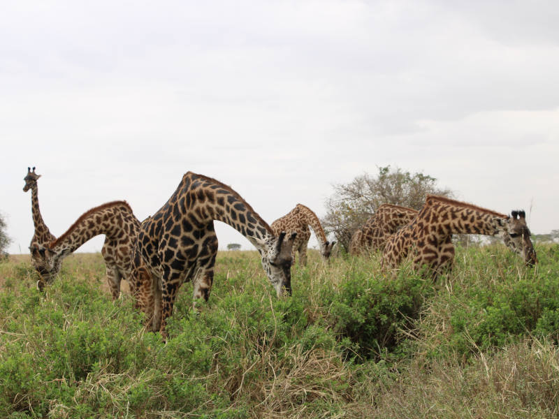 Arusha National Park (with canoeing safari) photo 1