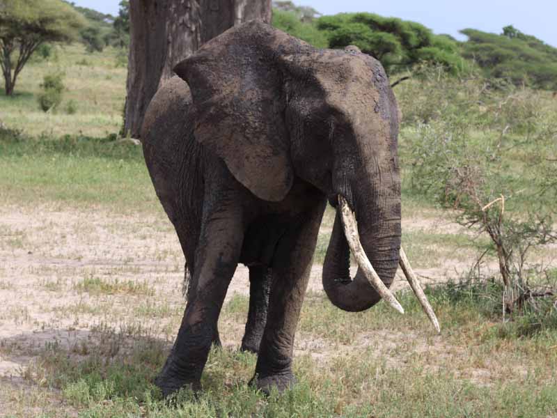 Half Day Game Drive  & Departure photo 1