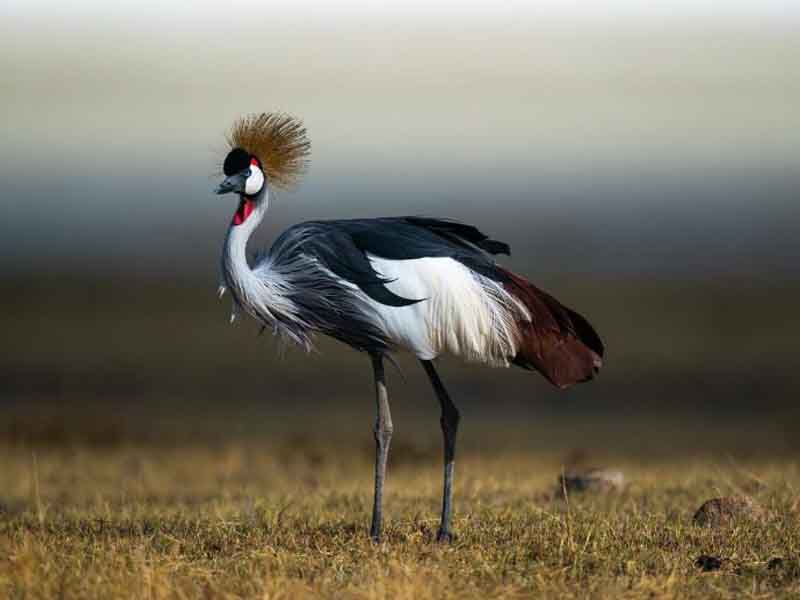 From Karatu to Ngorongoro Crater photo 2