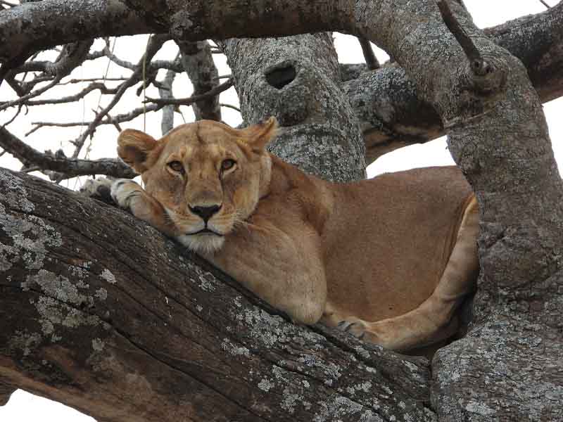 Mto wa Mbu - Lake Manyara National Park - Karatu photo 1