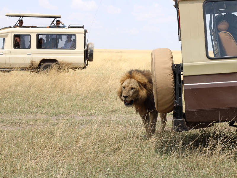 Serengeti National Park (Seronera ) Full Day photo 1