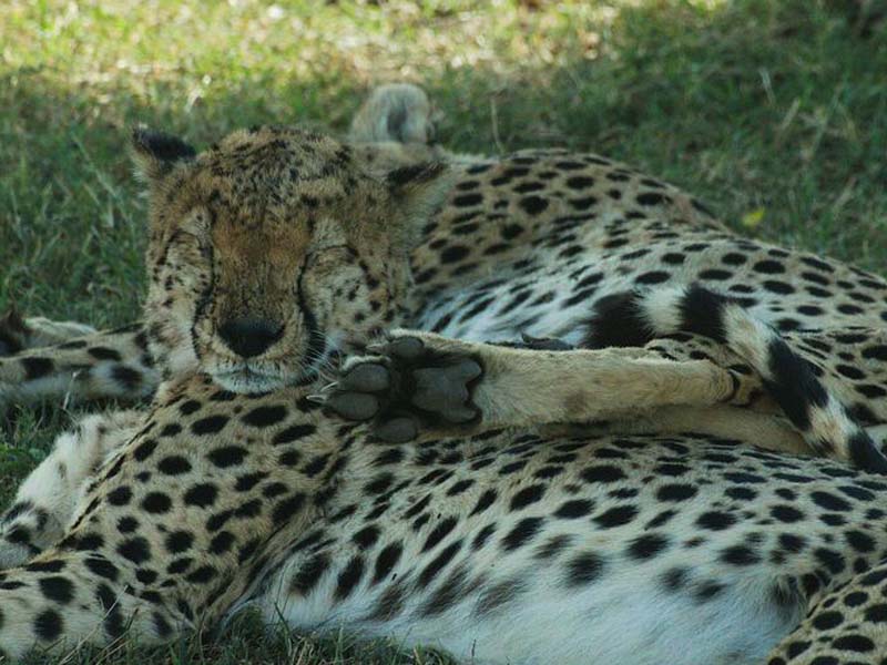 Serengeti Full → Day Game Drive photo 1
