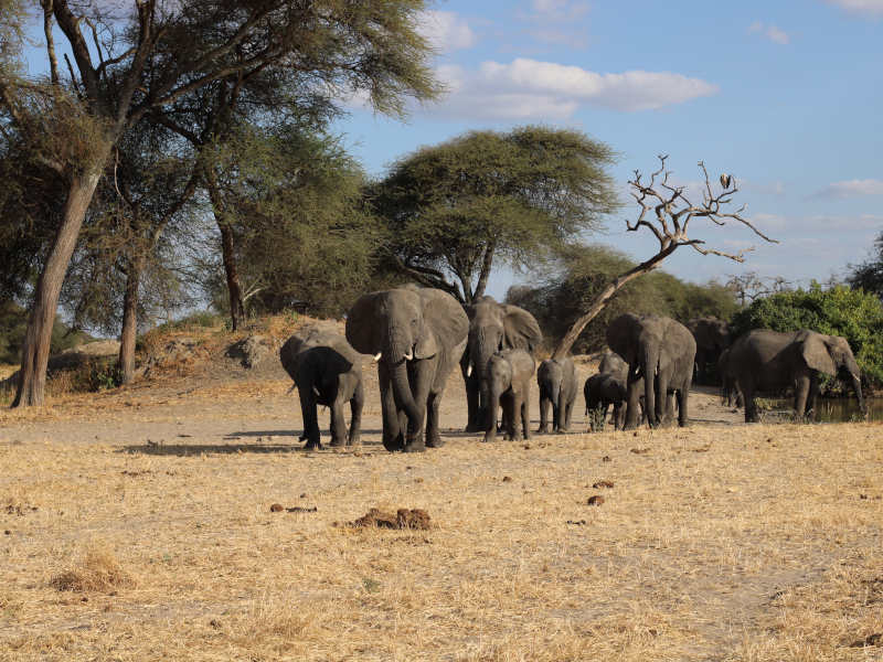 Arusha Town - Tarangire National Park photo 1