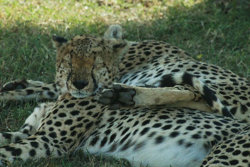 Fly from Zanzibar to Nyerere for Amazing Game drive photo 2