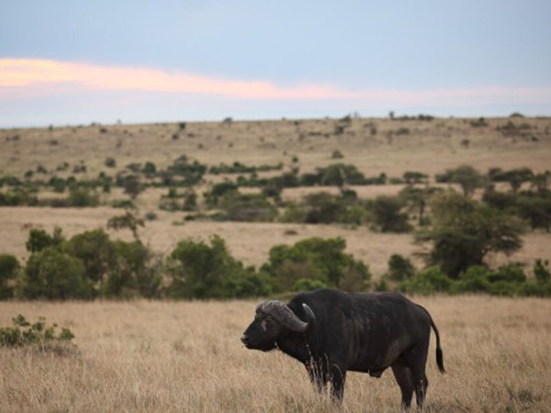 Serengeti Full-Day Game Drive photo 2
