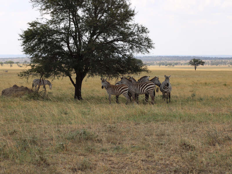 Karatu Town - Serengeti National Park photo 1