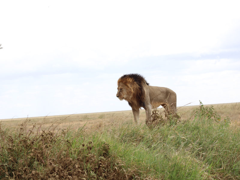 Ngorongoro Crater - Kilimanjaro International Airport (JRO) photo 1