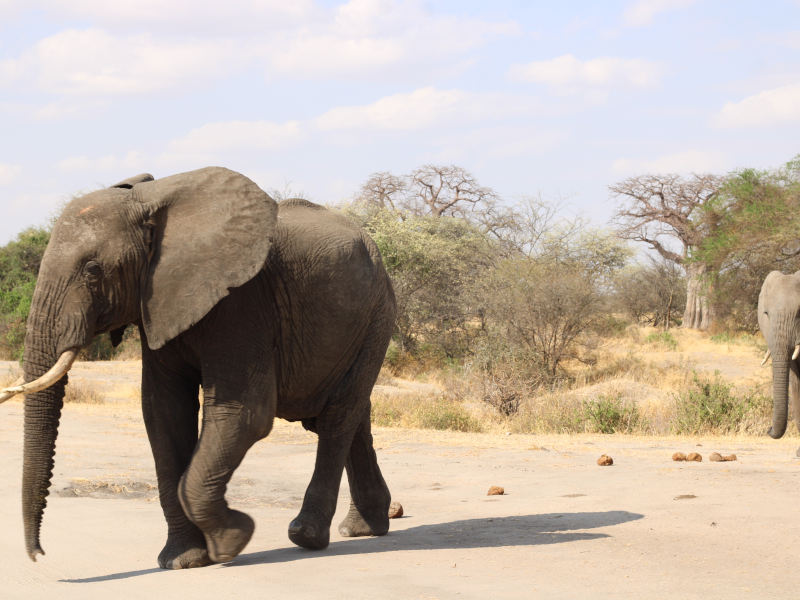 Tarangire National Park - Serengeti National Park photo 2