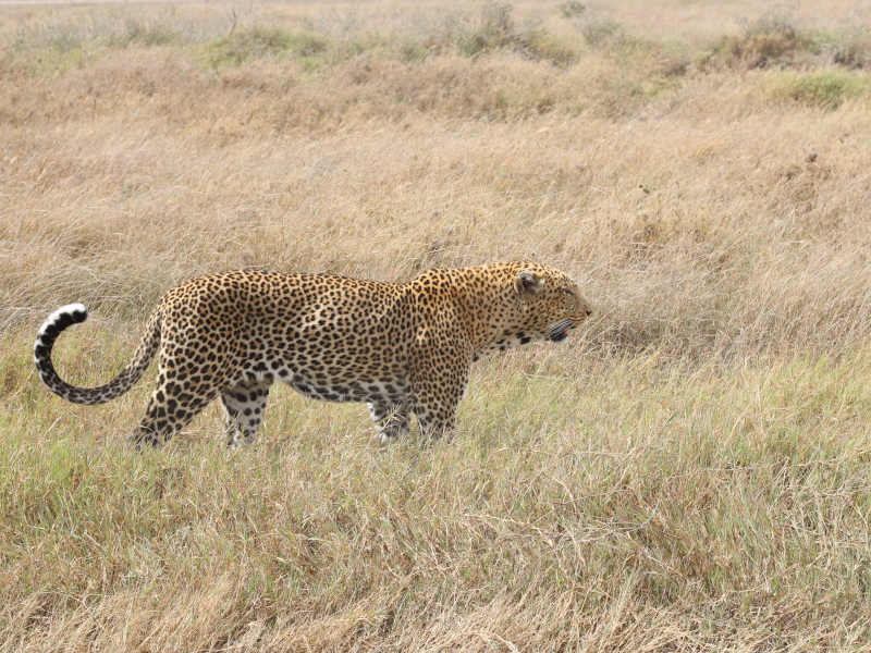 Ngorongoro Crater - Kilimanjaro International Airport. photo 1