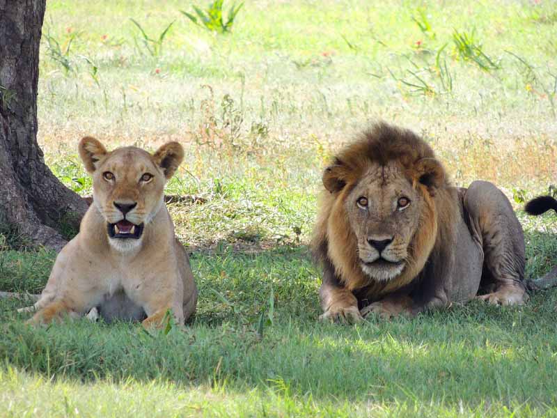 Serengeti National Park – Arusha photo 1