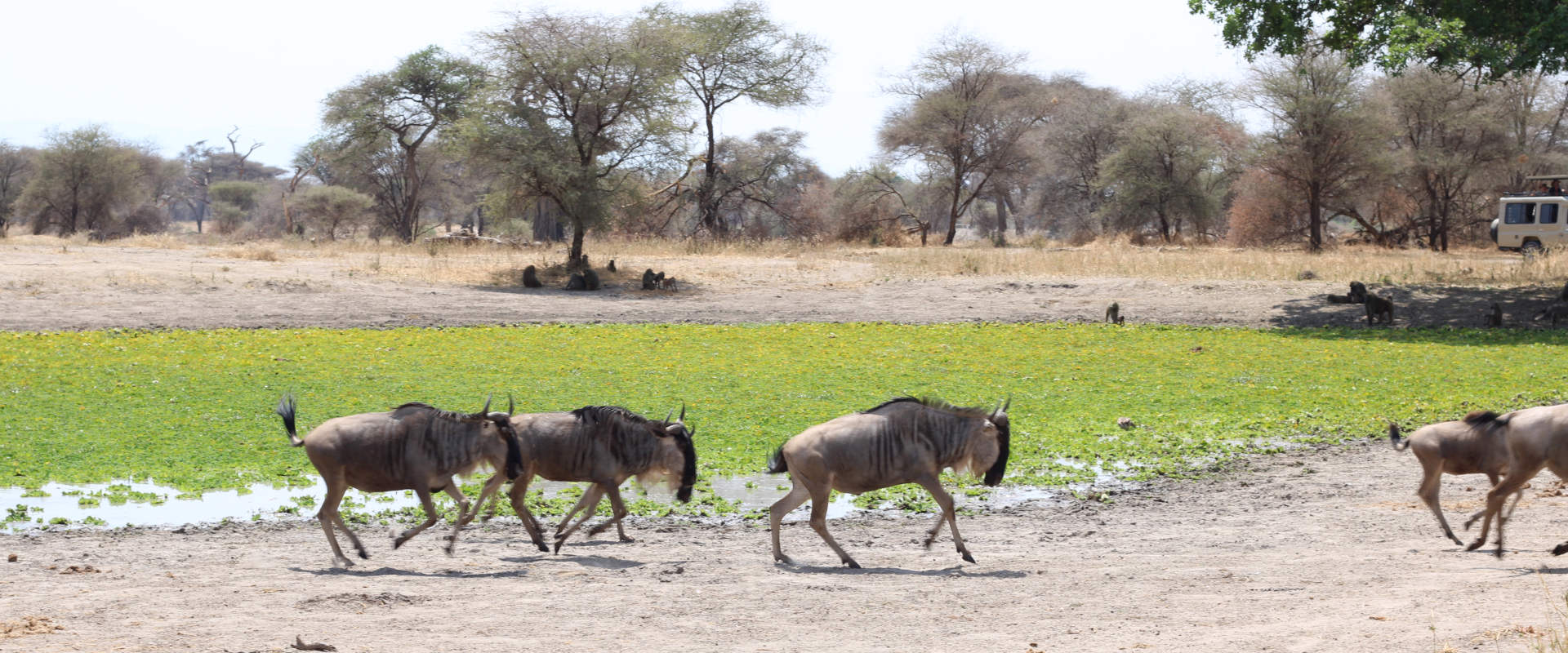 Mikumi National Park