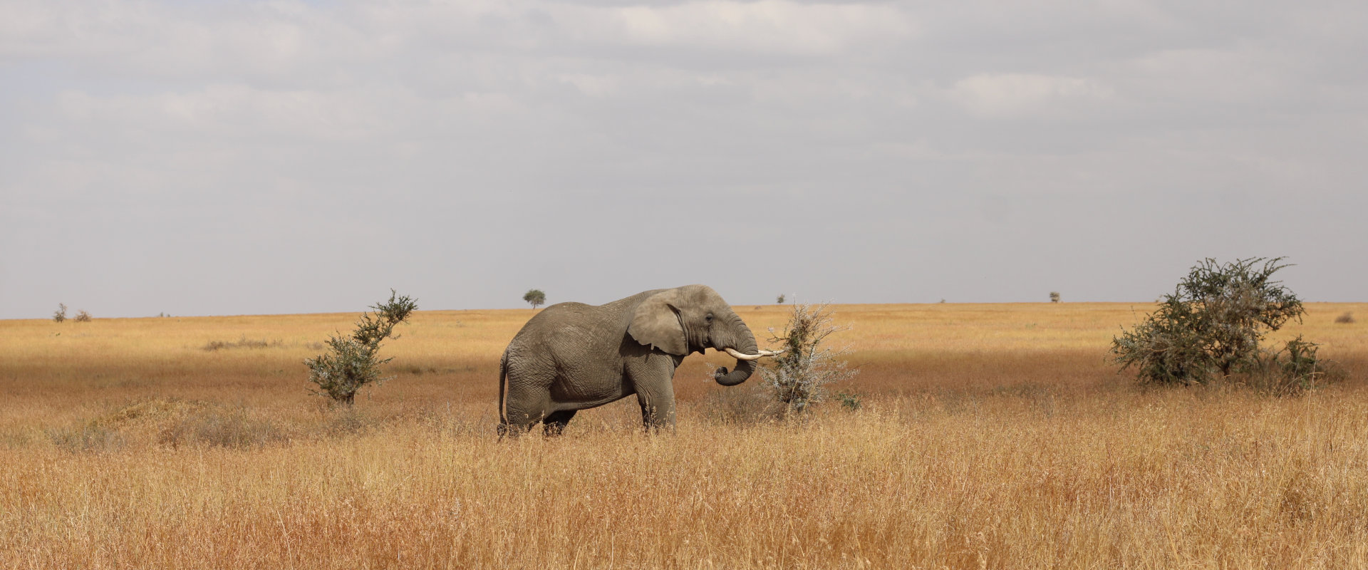 Ruaha National Park