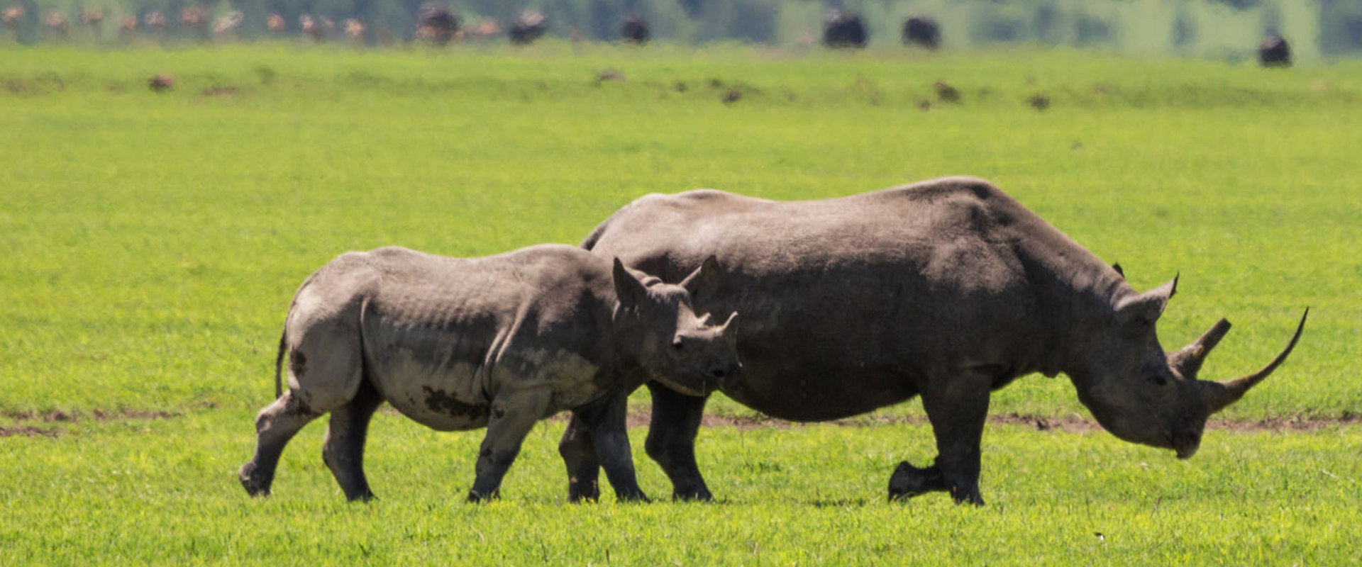 Ngorongoro Crater