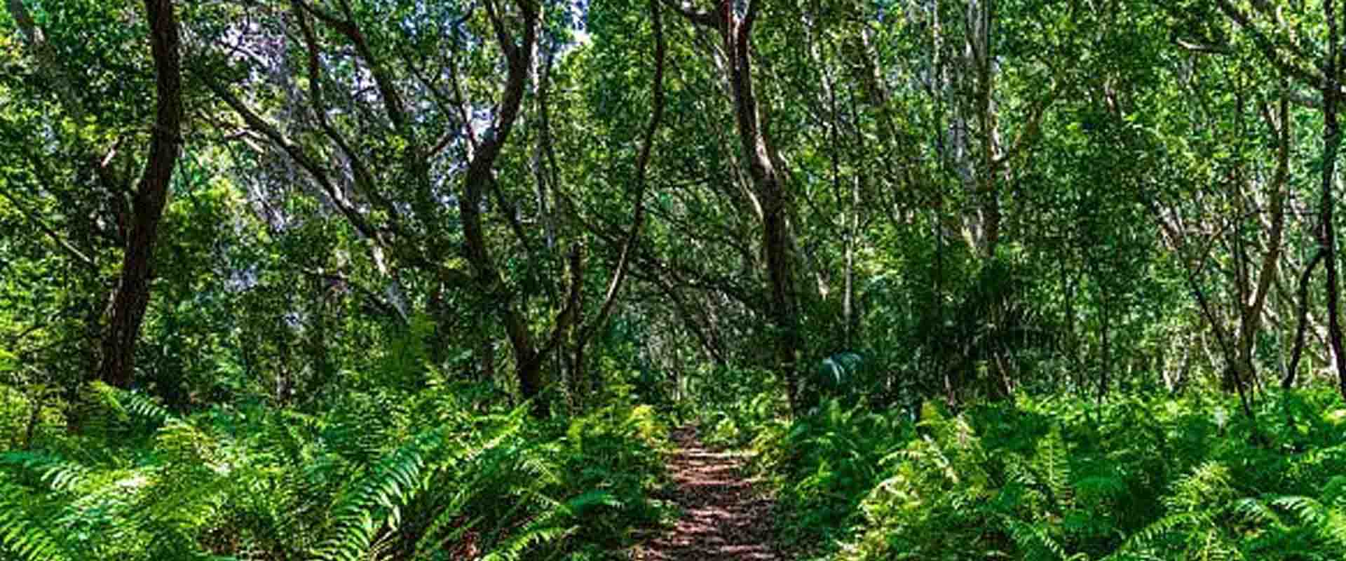 Nature & Wildlife Adventures – Jozani Forest