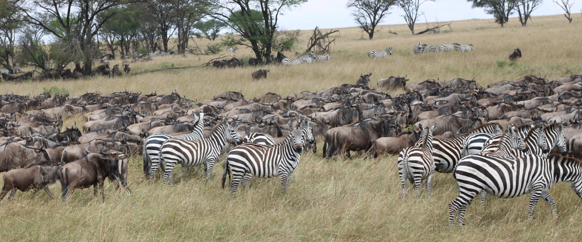 Migrations Safaris