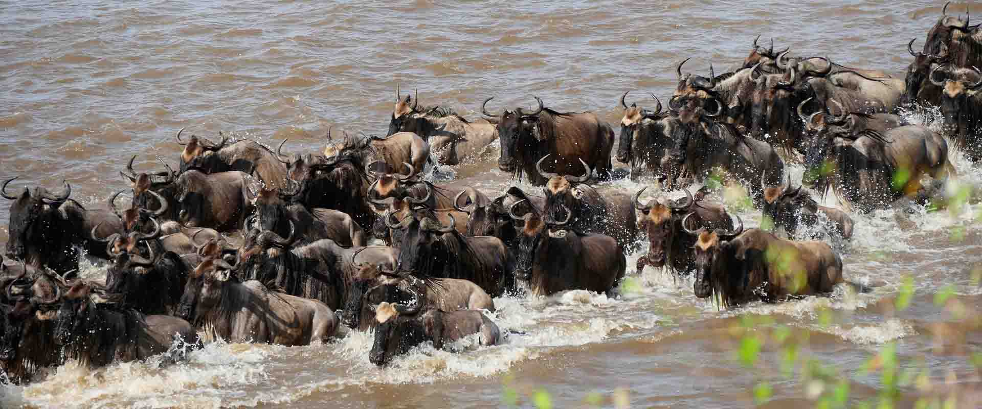 4 Days Lake Manyara, Serengeti, & Ngorongoro Crater