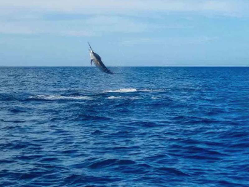 4 Days Zanzibar Ultimate Nature & Wildlife Adventure