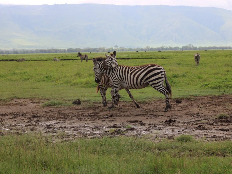 4 Day Budget Safari Tarangire, Manyara & Ngorongoro