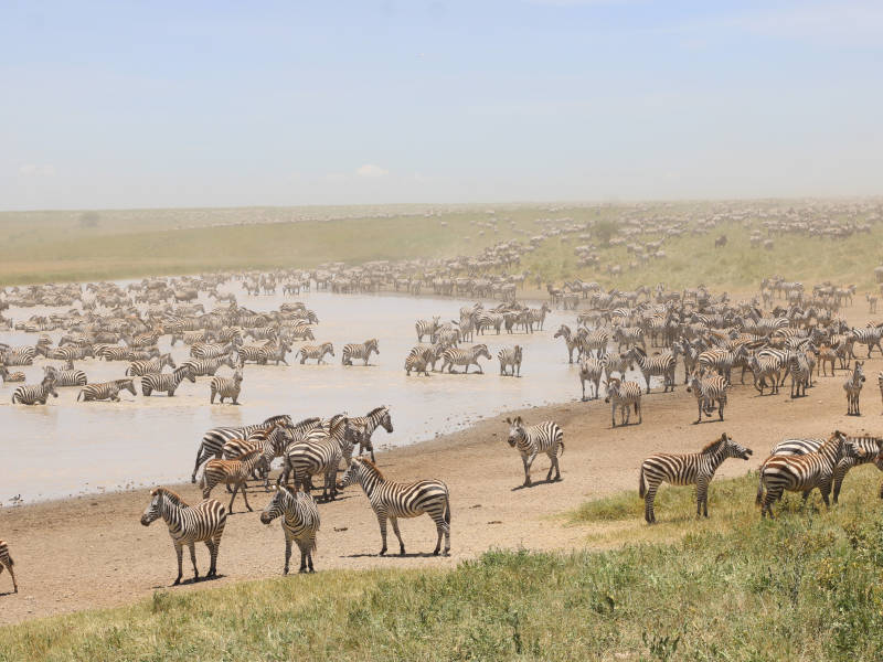 4 Days Safari in Northern Serengeti Seeing Migration Crossing the River